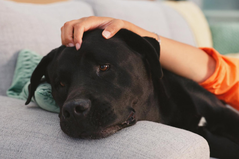 The Silent Signs of Pet Anxiety: What Your Dog or Cat May Be Trying to Tell You