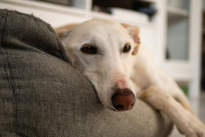 When Pet Anxiety Becomes a Health Concern: Understanding the Difference Between Stress and a Serious Problem