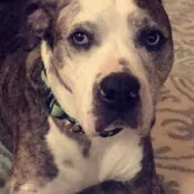 Brooklynn's dog, Mia the American Pit Bull Terrier