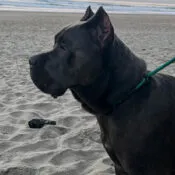 Brooklynn's dog, Zion the Cane Corso