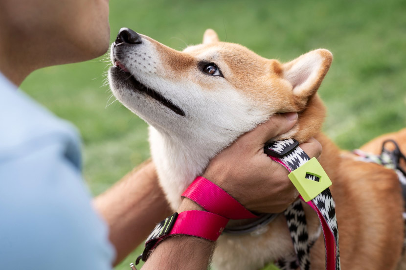 Always Within Reach: What to Expect During Your Pet’s Microchipping Appointment