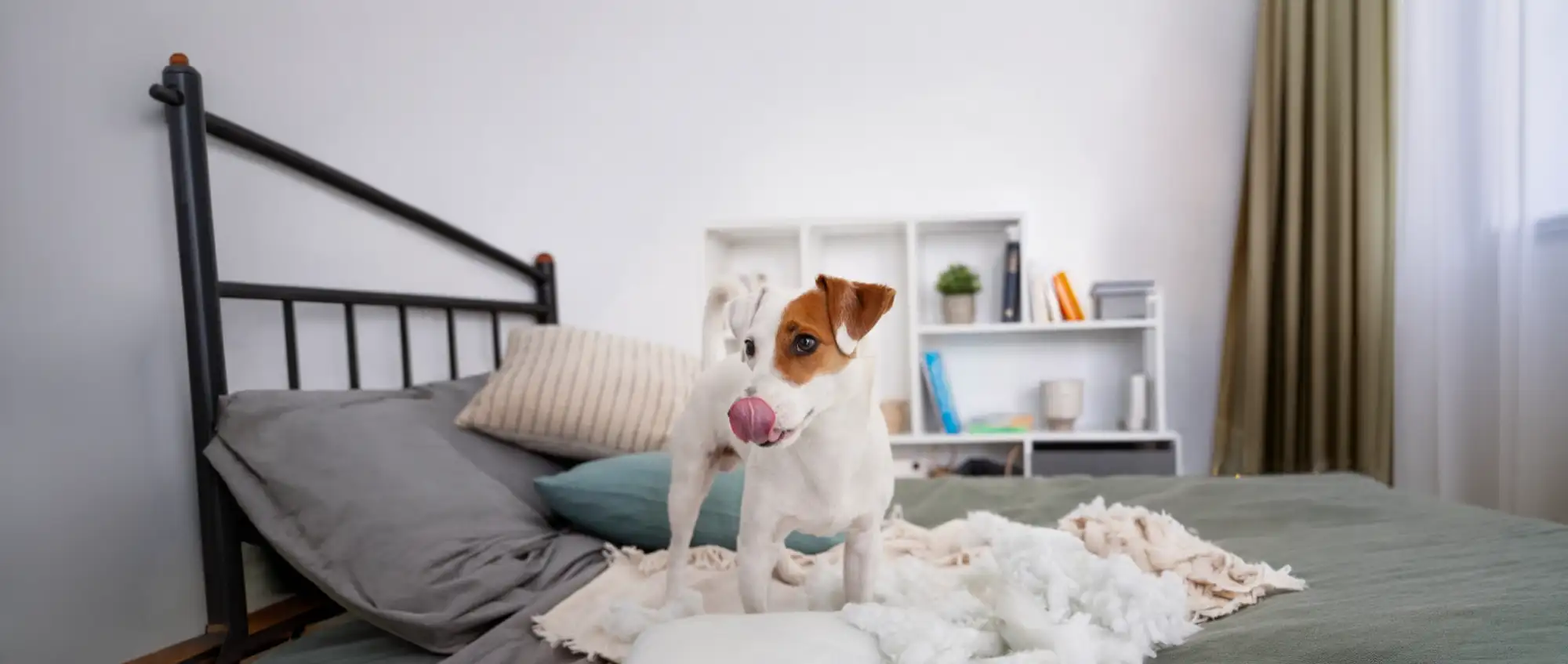 Dog Toxic