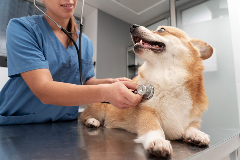 When Your Pet Needs Care: Routine Visits vs Emergency Veterinary Services