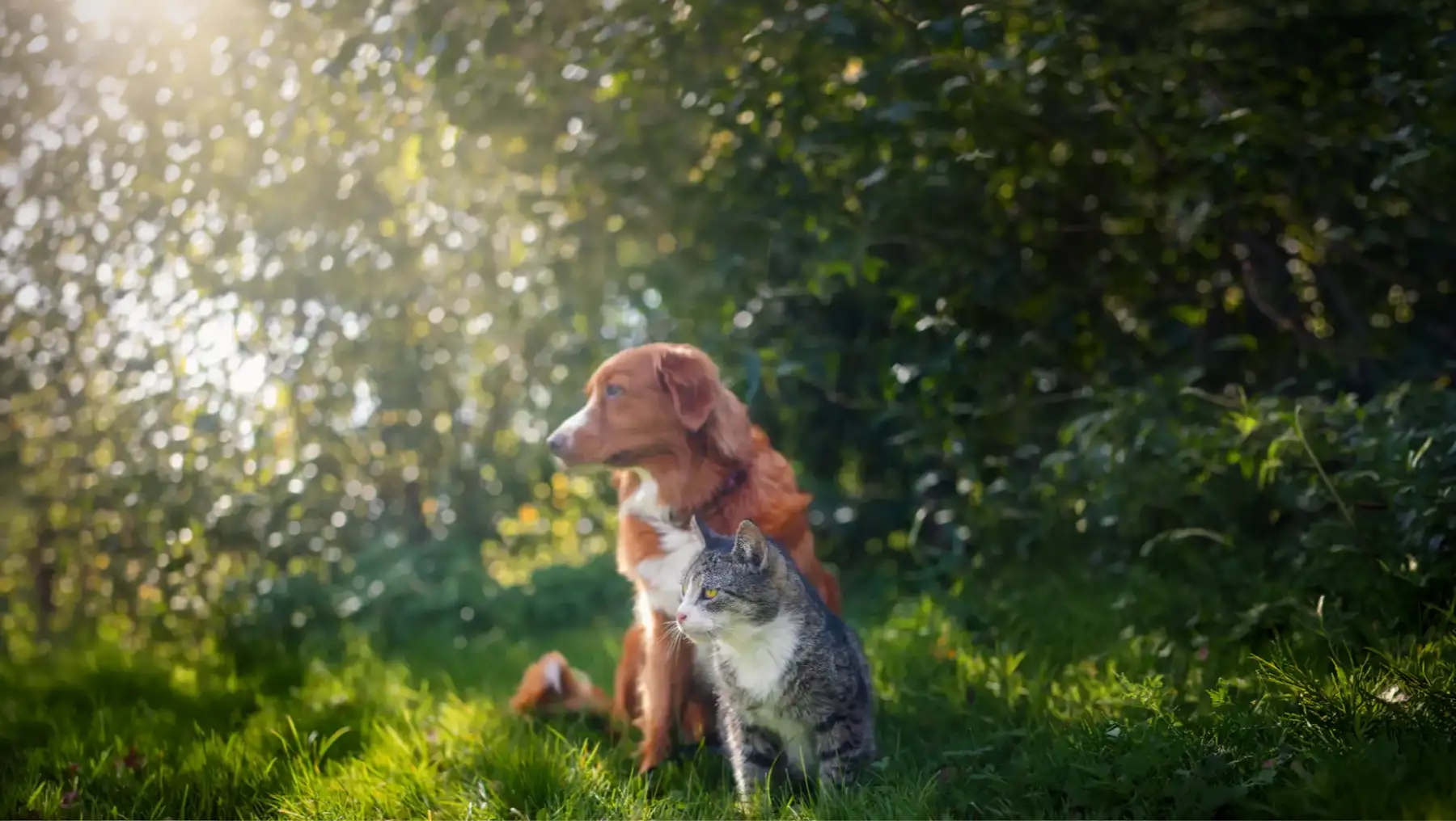 Herriman Pet Vet & Emergency – Routine Visit or Emergency Here’s When Your Pet May Need Bloodwork