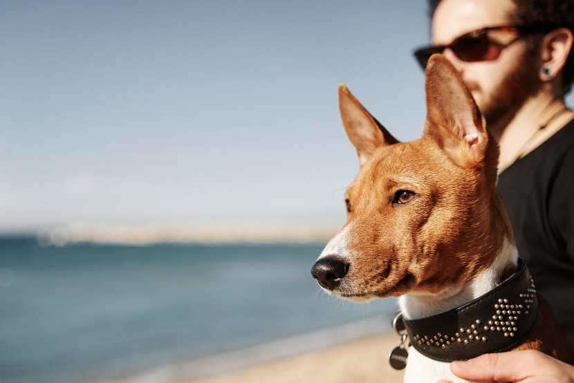 More Than Just Panting: How to Protect Your Pet from Heatstroke This Summer
