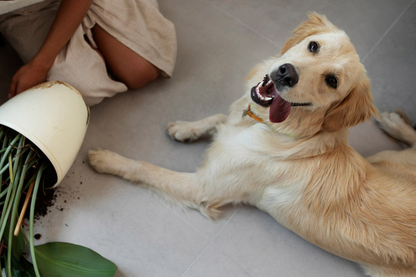 It’s Not Just Chocolate: Surprising Household Toxins That Put Pets at Risk