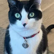 Kaely's cat, Spinetta