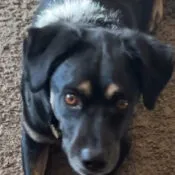Kaely's dog, Toph the German Shepherd mix