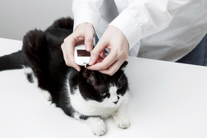 Ready for Anything: When to Microchip Your Puppy or Kitten