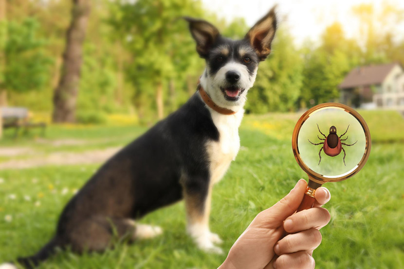 From a Tiny Bite to a Bigger Problem: Fleas, Ticks, Mosquitoes, and Heartworms in Herriman Pets