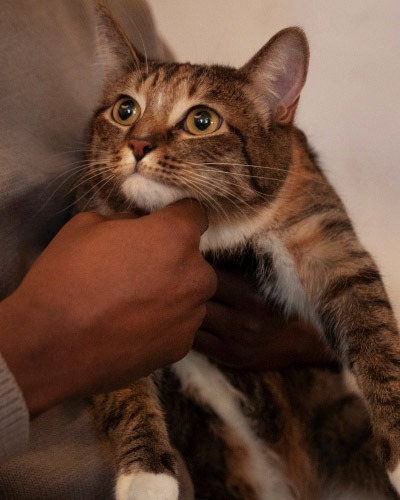 Contact icon for pet care questions at Herriman Pet Vet & Emergency Hospital