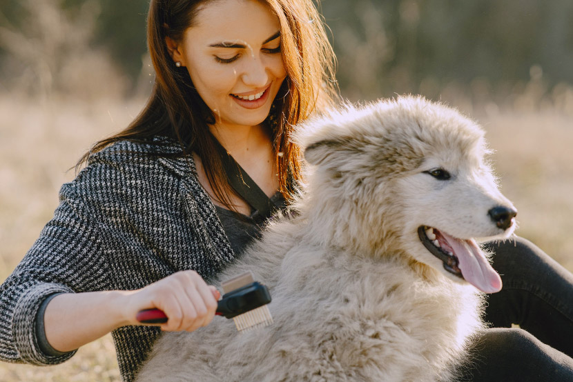 Coat Change Season: Shedding Tips for Pets in Herriman