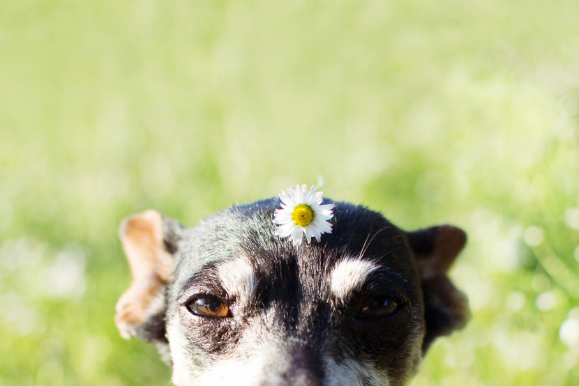 Clean Home, Healthy Pets: How Spring Cleaning Routines Can Affect Your Pet’s Safety