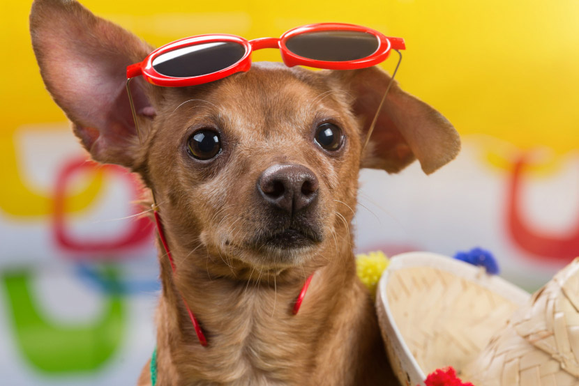 Adventure Without the Worry: Summer Travel Safety Tips for Pets and What to Do in an Emergency