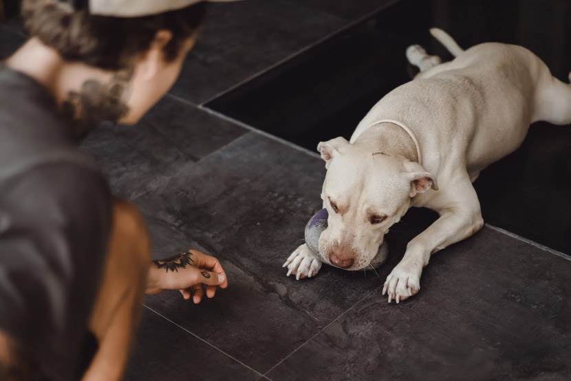 Help! My Pet Swallowed Something They Shouldn’t. What Now?