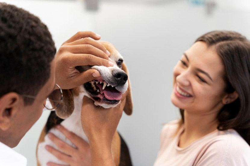How Often Should You Get Your Pet’s Teeth Cleaned at Herriman Pet Vet and Emergency Hospital
